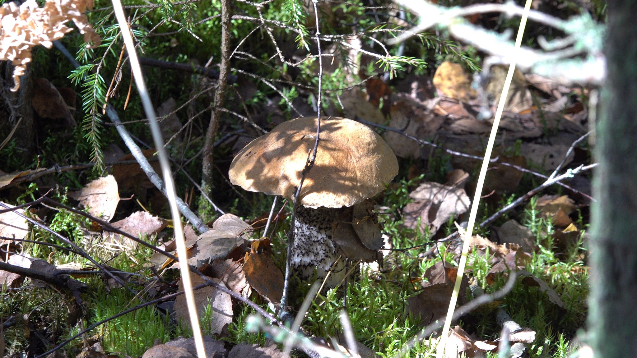 Got out into the forest #7 - My, Mushrooms, Forest, Autumn, The photo, Boletus, Boletus, Butterlets, Video, Longpost