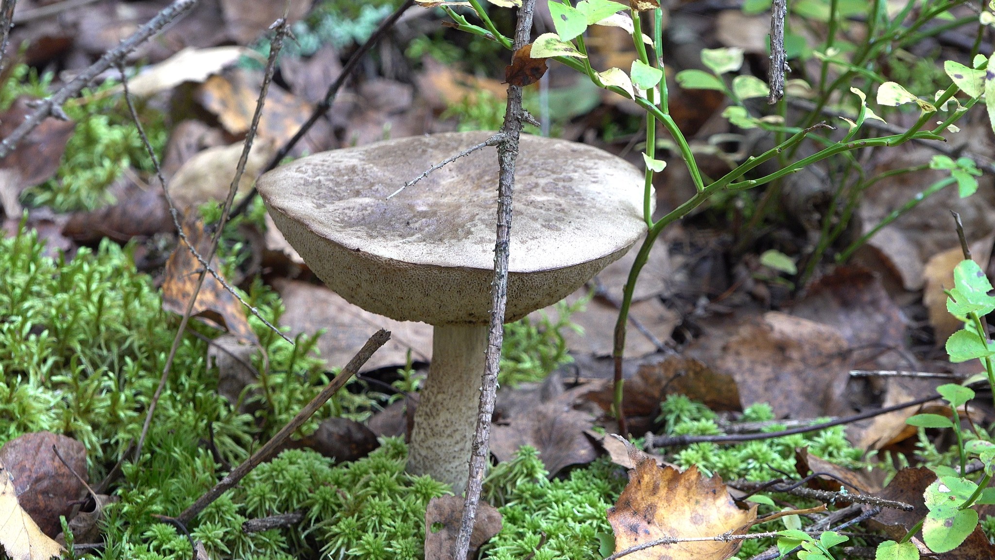 Got out into the forest #7 - My, Mushrooms, Forest, Autumn, The photo, Boletus, Boletus, Butterlets, Video, Longpost