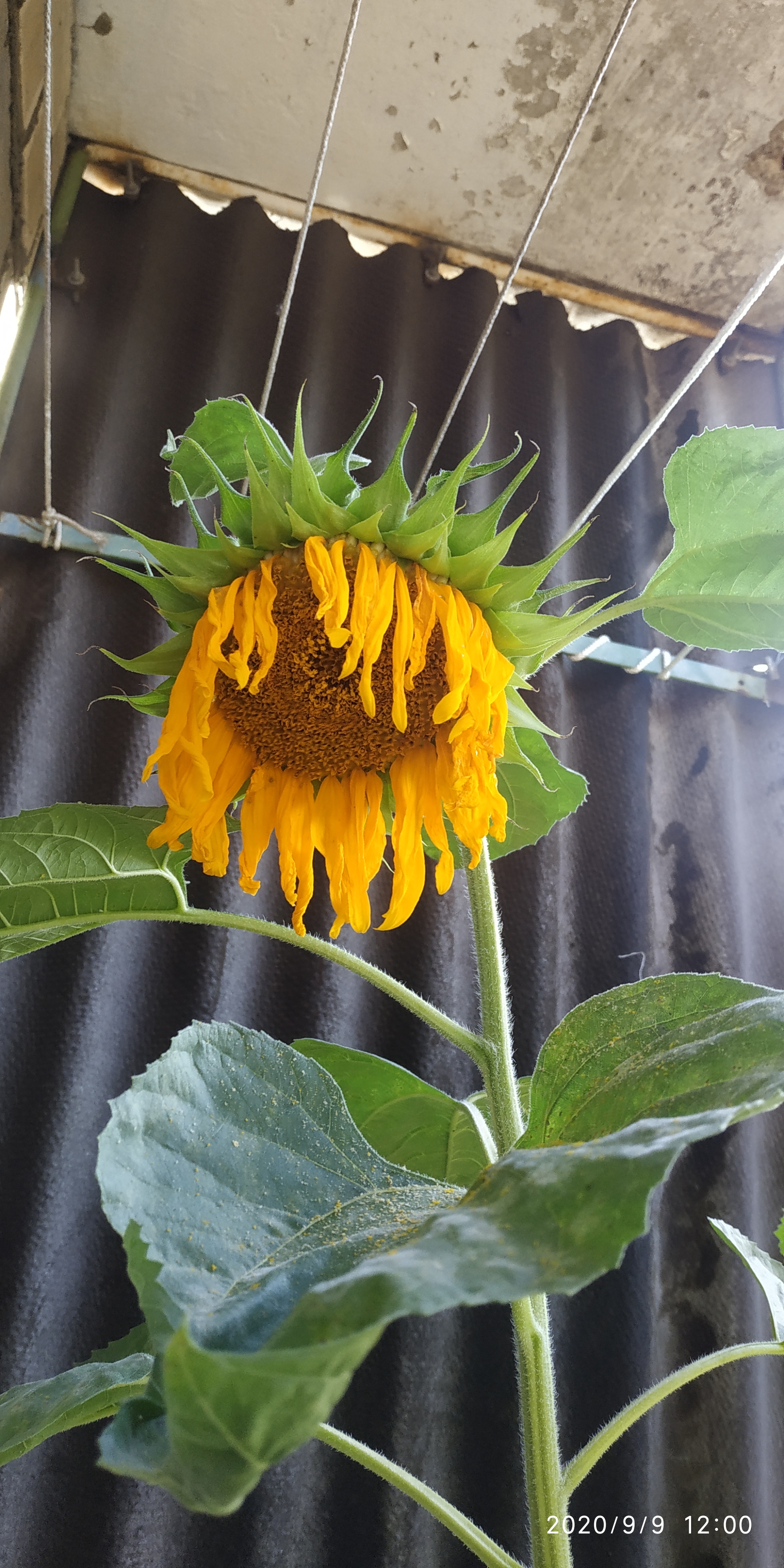 The life of a sunflower. Part 4 is final. Without seeds - My, Plants, Flowers, Nature, Longpost, Sunflower