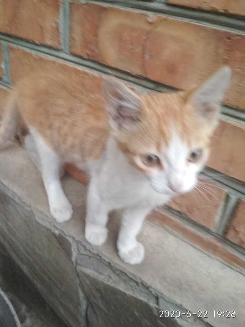 Lost kitten! - My, Lost cat, Rostov region, Longpost, cat, Help me find