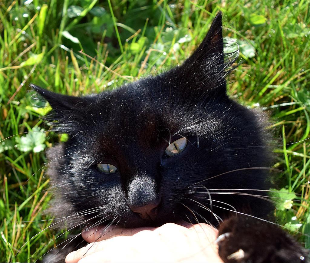 When you tease the darkness... - cat, Black, Kus, Grip, Longpost, Black cat