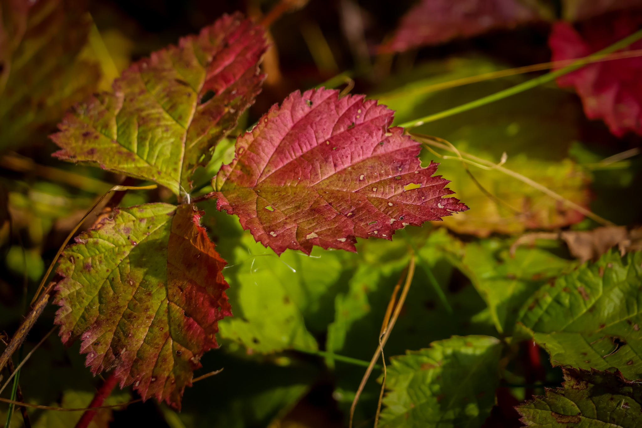 Autumn - My, The photo, Nature, Leaves, Mushrooms, Longpost