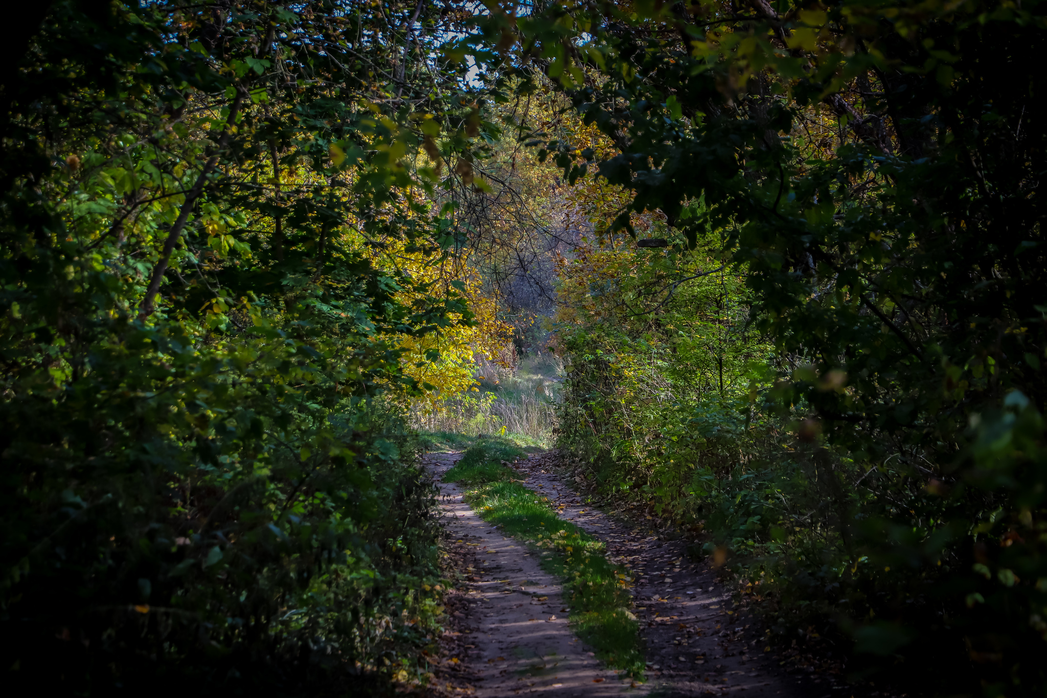 Autumn - My, The photo, Nature, Longpost