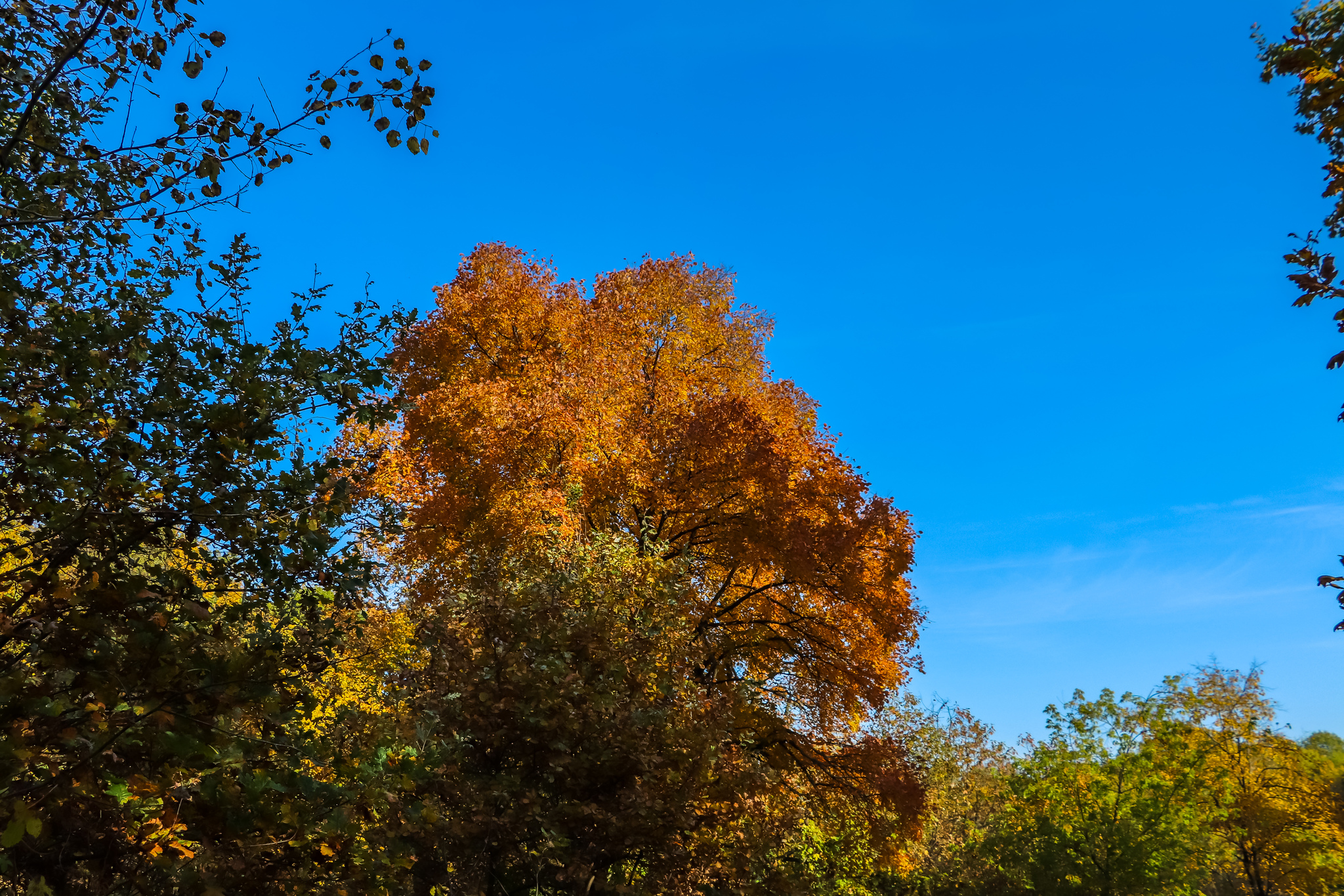 Autumn - My, The photo, Nature, Longpost