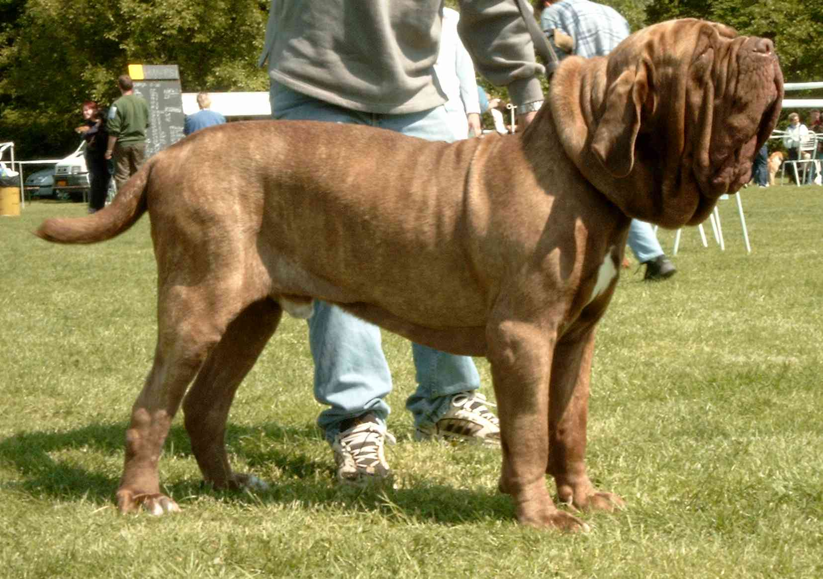 About dog breeds No. 133. Neapolitan Mastiff - Dog, Dog breeds, Neapolitan Mastiff, Video, Longpost