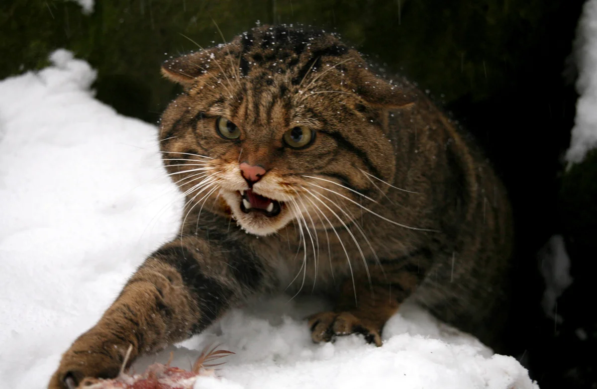 Wild forest cat: Hates people, kills deer - cat, Animals, Longpost