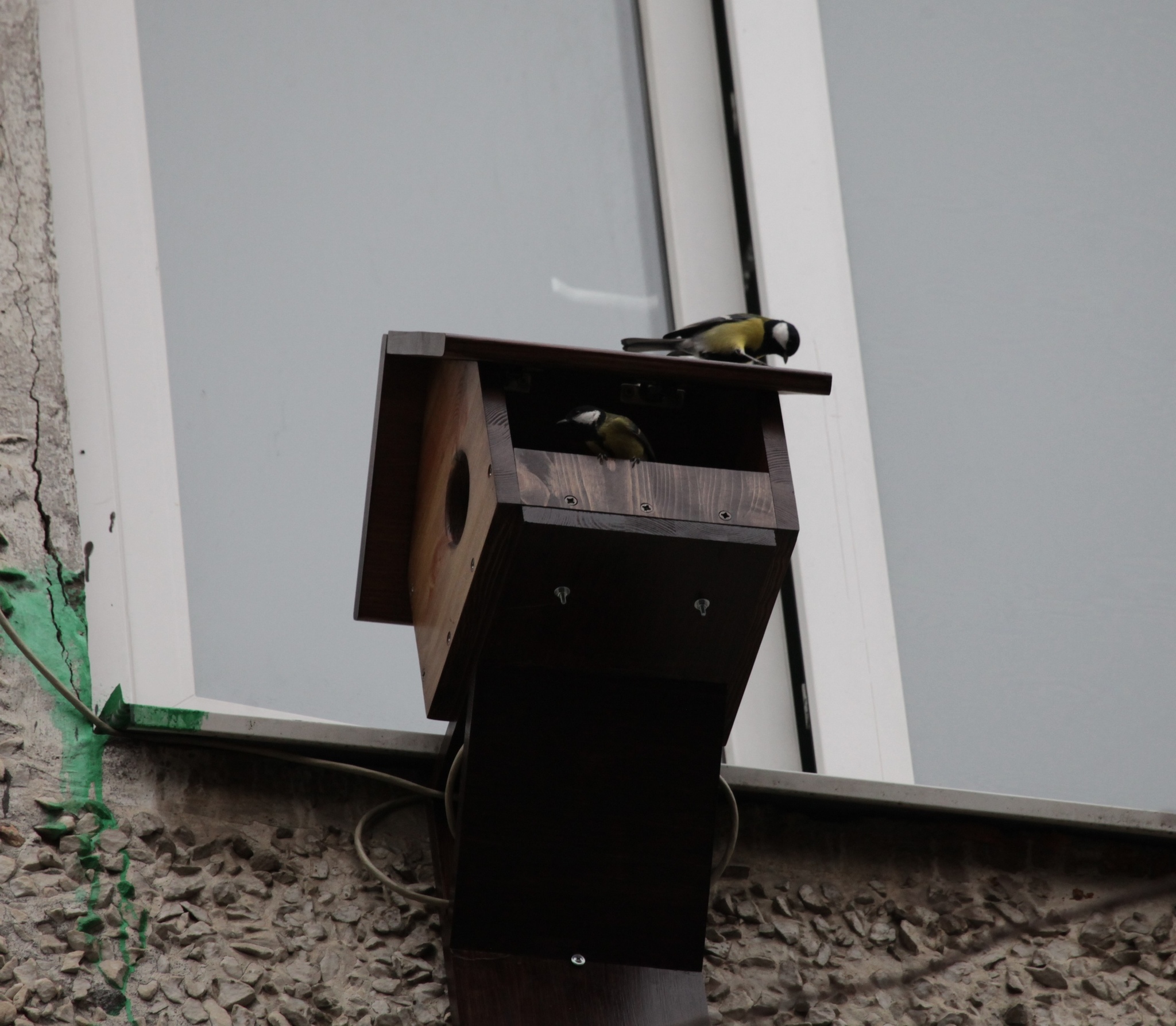 Feeder with video surveillance - My, Birds, Trough, Video monitoring, Video, Mat, Longpost, Vertical video