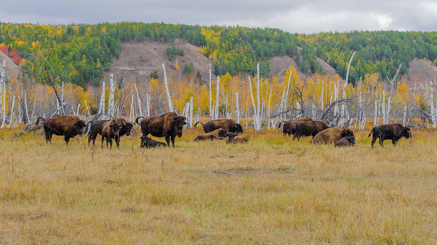 Yakut bison - My, Animals, Buffalo, Дальний Восток, Yakutia, Longpost