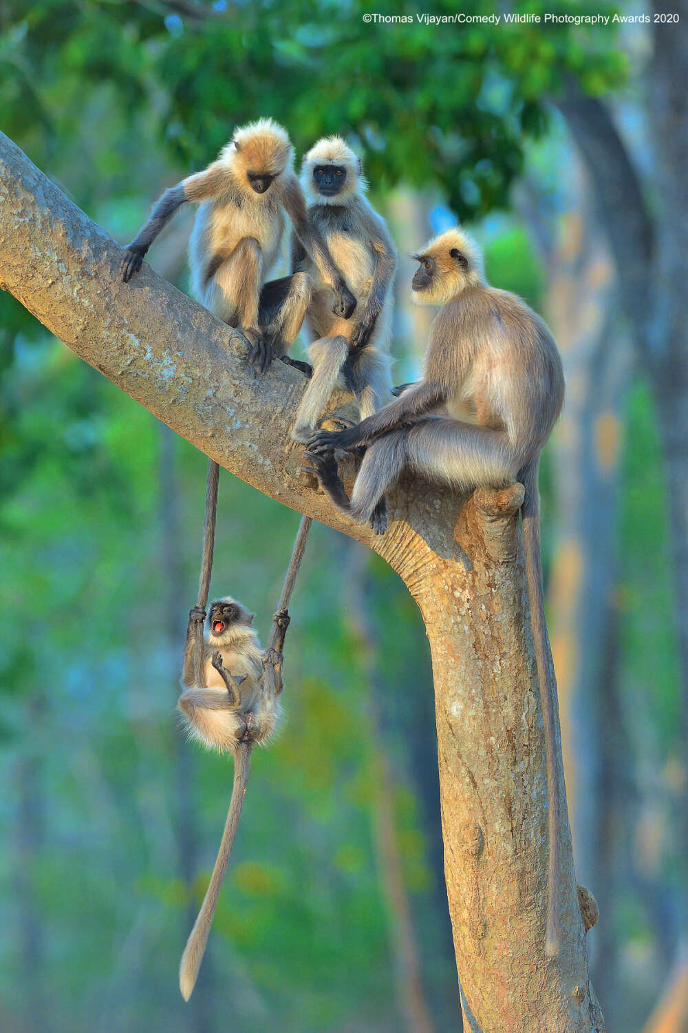 Comedy Wildlife Photography Awards 2020 Finalists - The national geographic, The photo, Longpost