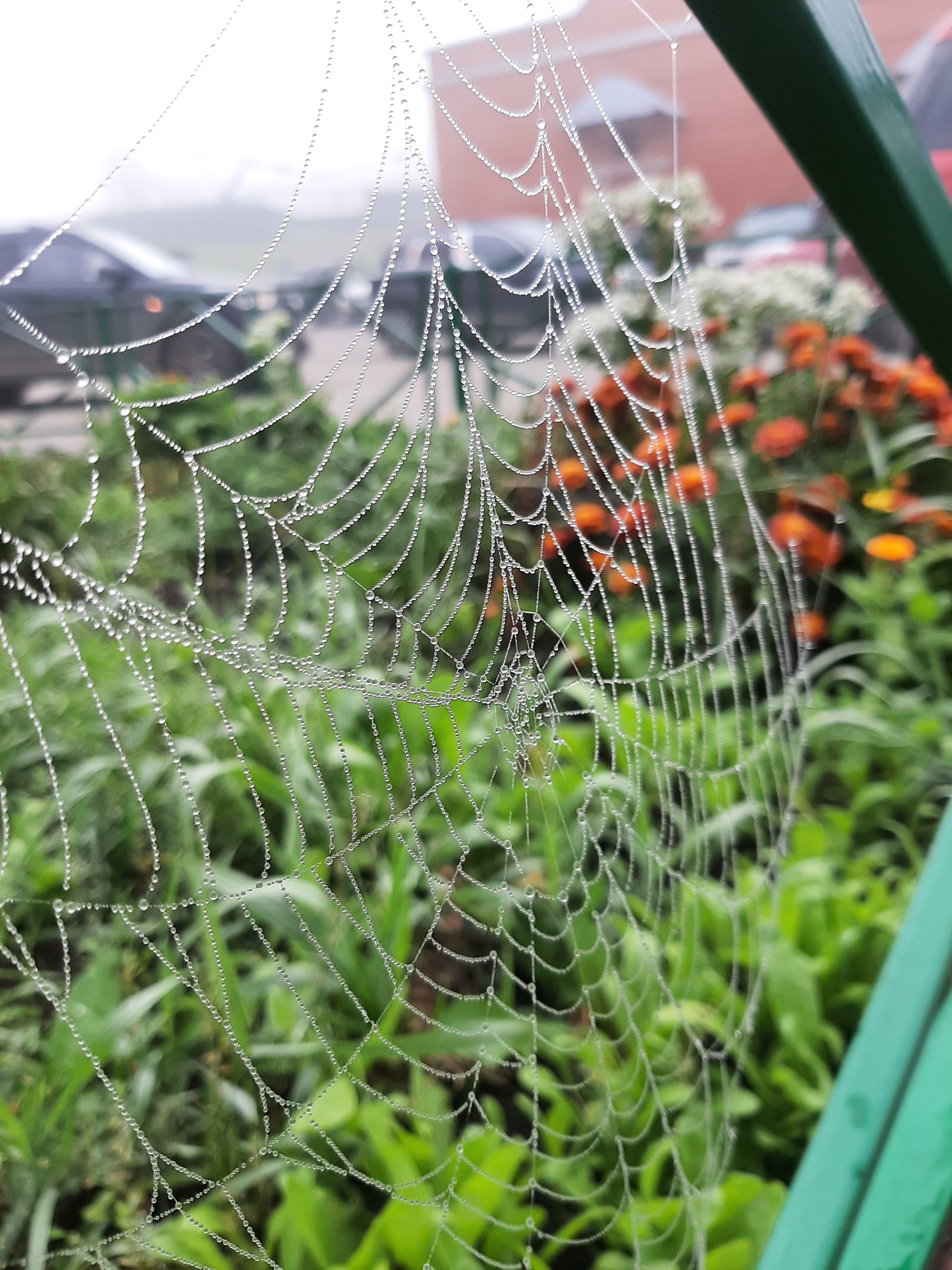 Foggy morning - My, Photo on sneaker, Mobile photography, Web, Fog, Dew, Longpost