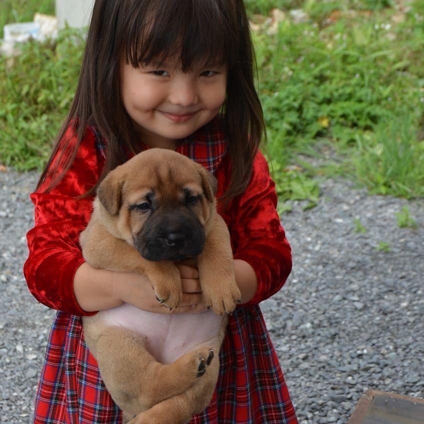 Gotcha - The photo, Girl, Puppies, Love, Childhood, Milota, Dog, Children