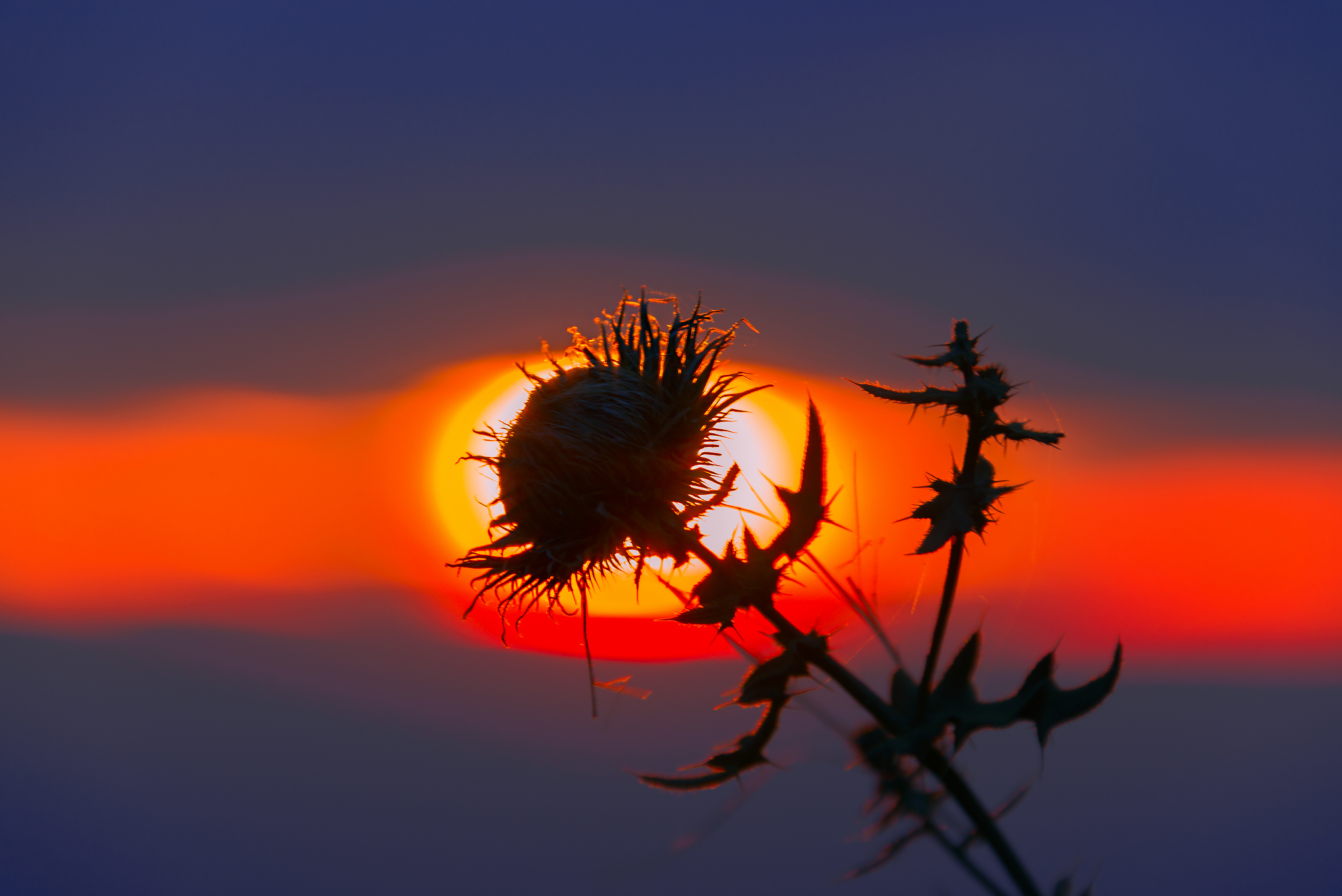 Sunset abstraction - My, Sunset, Thorn, The sun, The photo