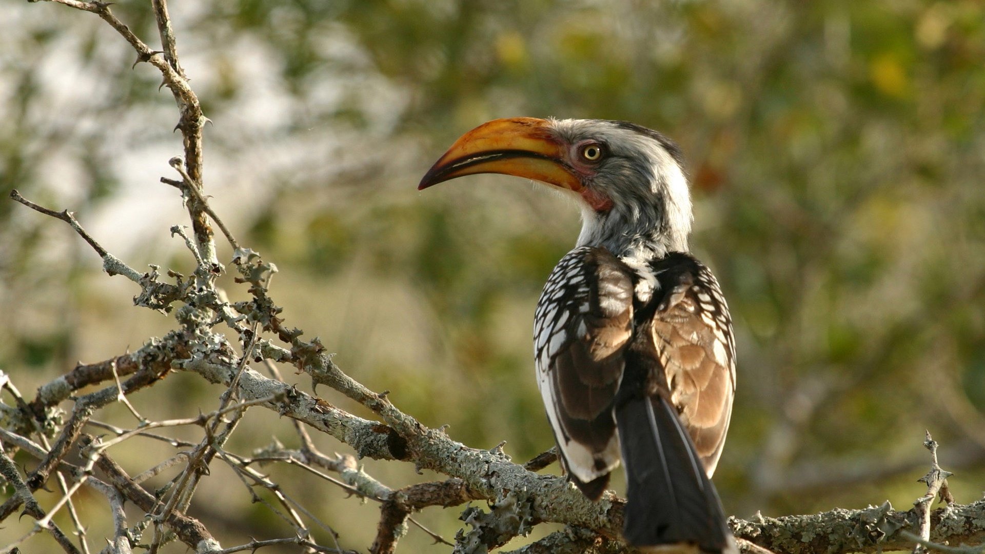 The most unusual birds on the planet - My, Birds, Shoebill, Rhinoceros Bird, Sage grouse, Crowned pigeon, Ecuadorian umbelliferous bird, Ornithology, Cassowary, Video, Longpost