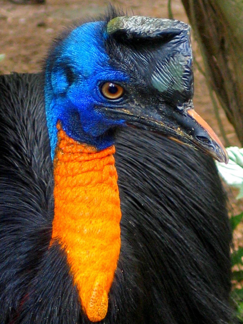 The most unusual birds on the planet - My, Birds, Shoebill, Rhinoceros Bird, Sage grouse, Crowned pigeon, Ecuadorian umbelliferous bird, Ornithology, Cassowary, Video, Longpost