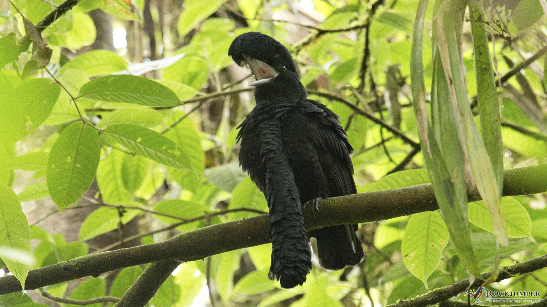 The most unusual birds on the planet - My, Birds, Shoebill, Rhinoceros Bird, Sage grouse, Crowned pigeon, Ecuadorian umbelliferous bird, Ornithology, Cassowary, Video, Longpost