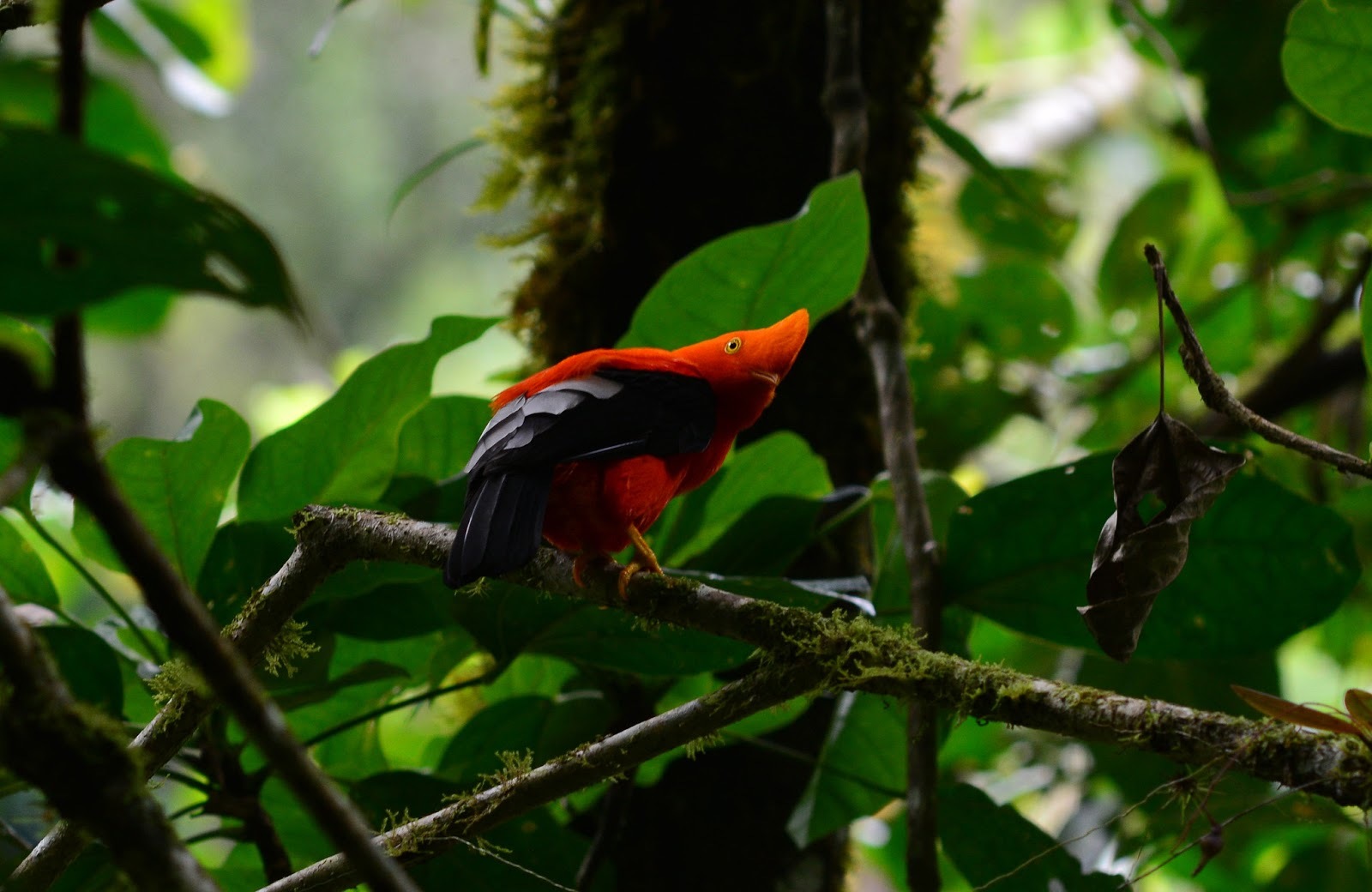 The most unusual birds on the planet - My, Birds, Shoebill, Rhinoceros Bird, Sage grouse, Crowned pigeon, Ecuadorian umbelliferous bird, Ornithology, Cassowary, Video, Longpost