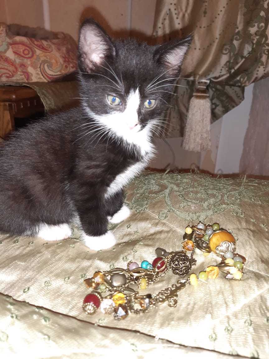 Moscow, kitten is looking for a home - My, No rating, cat, Moscow, Pets, Pet, In good hands, Longpost