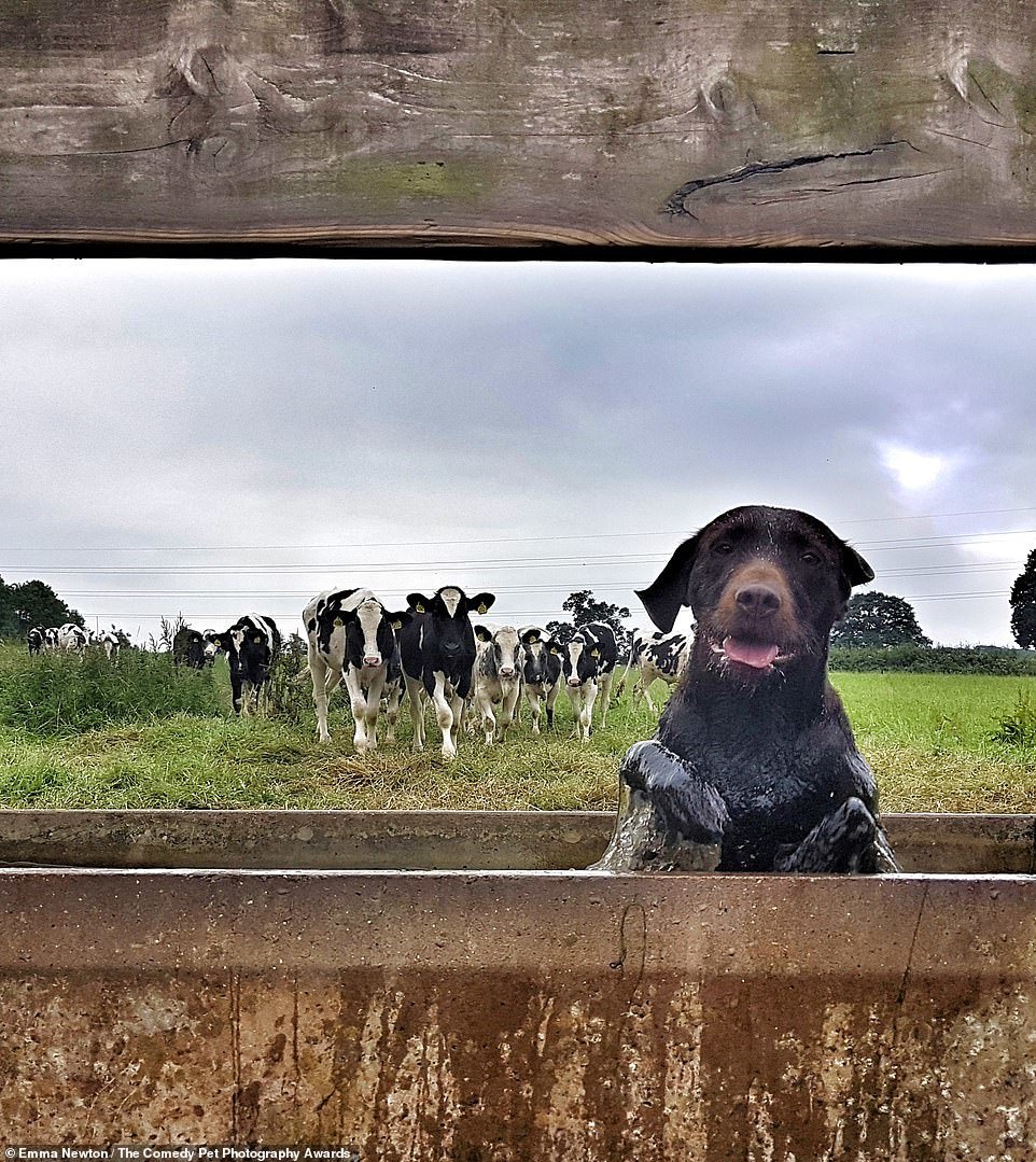 Comedy Pet Photography Contest Finalists - Animals, The photo, Longpost