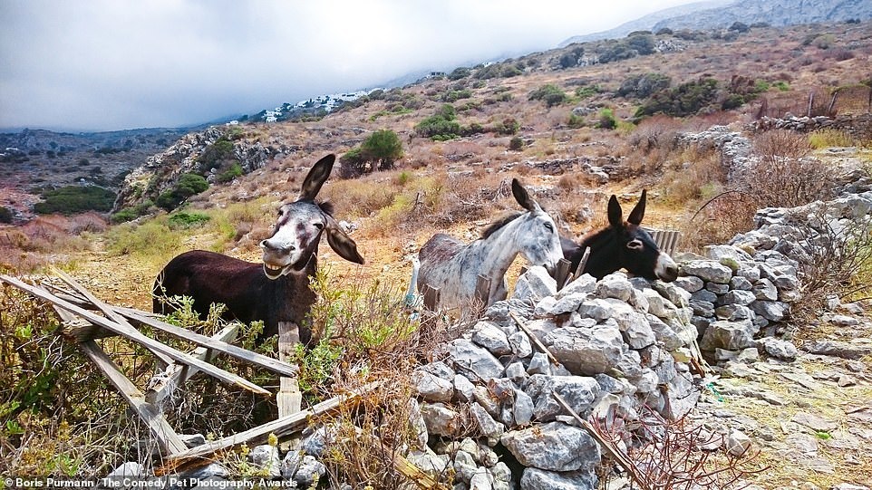 Comedy Pet Photography Contest Finalists - Animals, The photo, Longpost