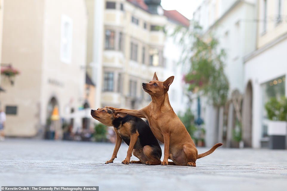 Comedy Pet Photography Contest Finalists - Animals, The photo, Longpost