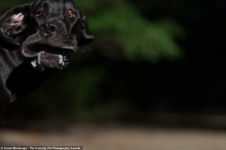 Comedy Pet Photography Contest Finalists - Animals, The photo, Longpost