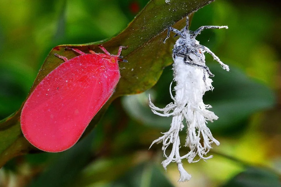 Pink Cicada: Why do these insects have dozens of waxy tails? - Fluffy, Feathers, Insects, Animals, Yandex Zen, Longpost, Cicada