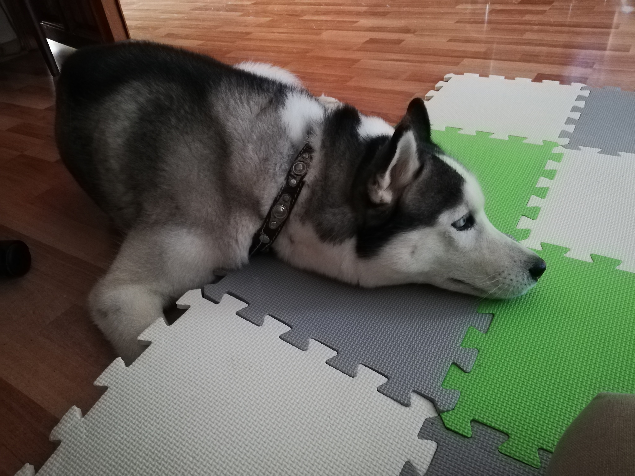 And they say huskies are stupid... - My, Husky, Dog