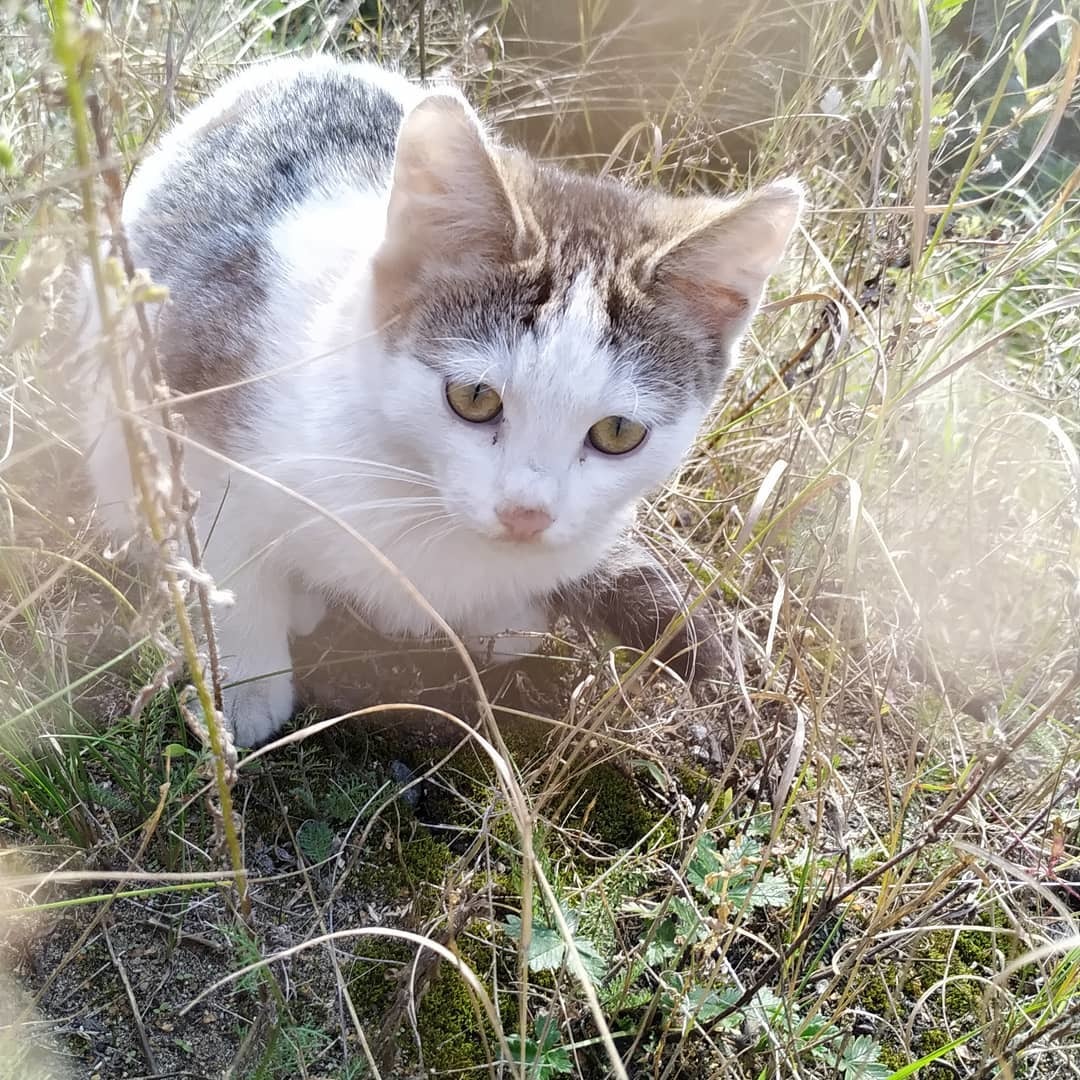 Four grimy little imps - My, No rating, cat, In good hands, Moscow, Moscow region, Longpost, Kittens