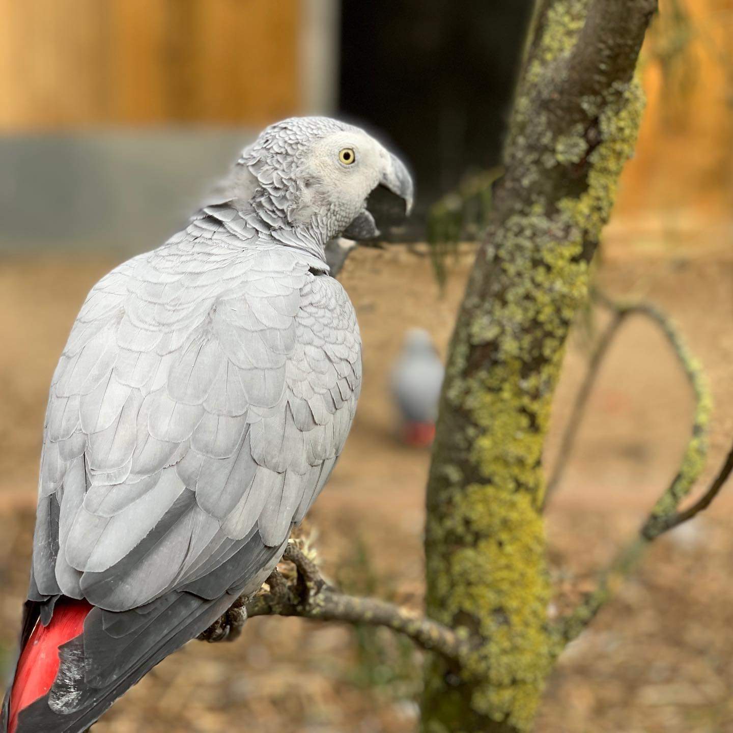 A group of parrots was hidden from visitors at a British zoo. The birds swore and laughed - Chapito, A parrot, Great Britain, Zoo, Longpost, Meduzaio