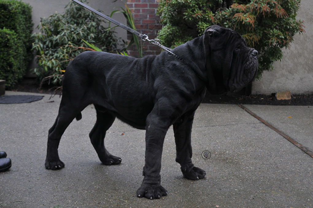 About dog breeds No. 133. Neapolitan Mastiff - Dog, Dog breeds, Neapolitan Mastiff, Video, Longpost