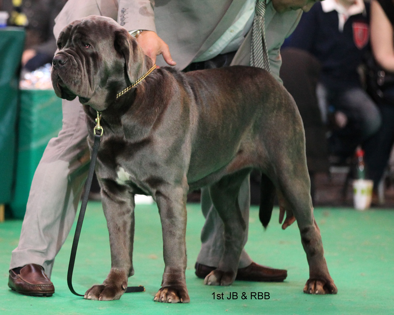 About dog breeds No. 133. Neapolitan Mastiff - Dog, Dog breeds, Neapolitan Mastiff, Video, Longpost