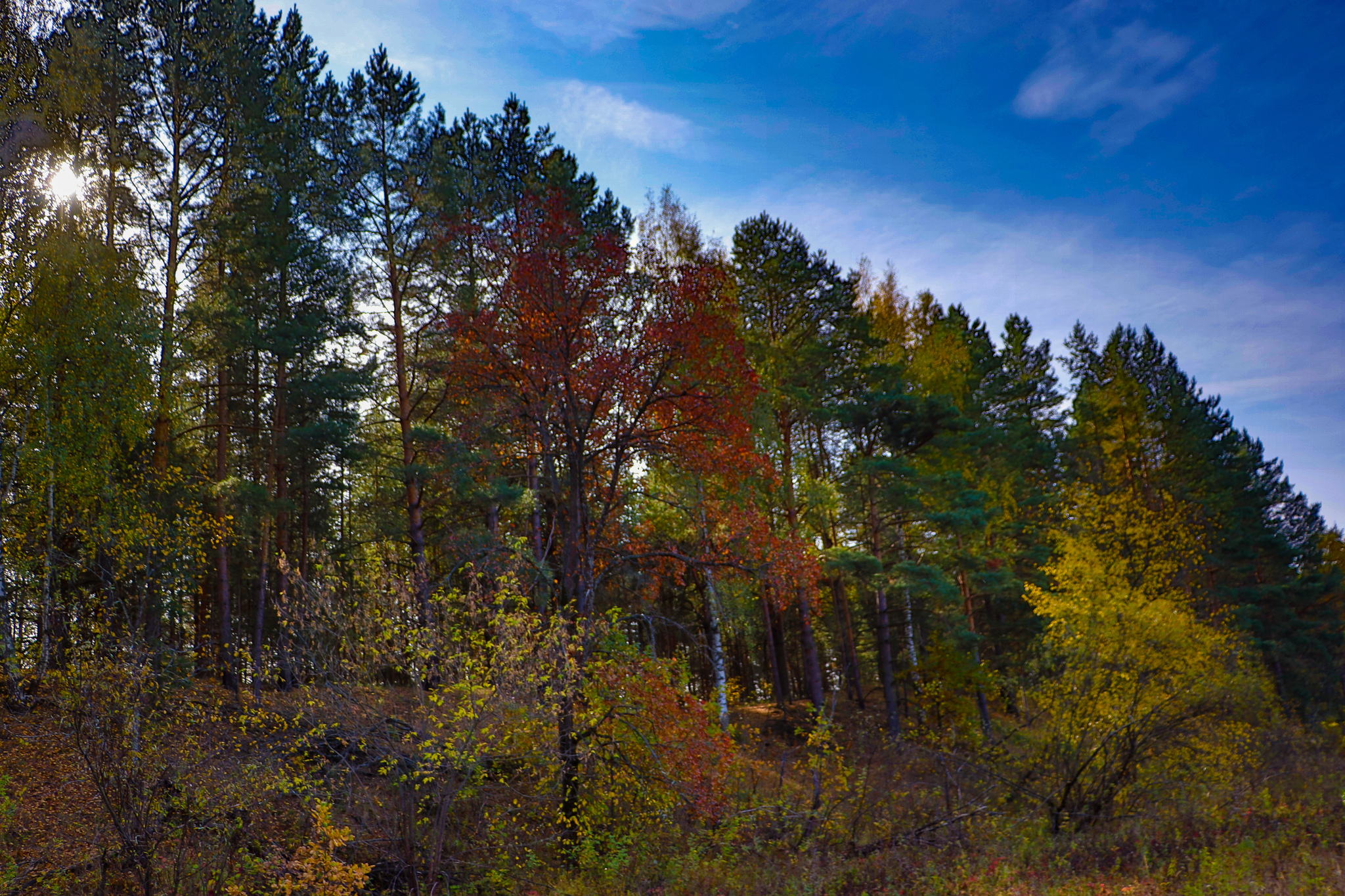 Landscape - My, The photo, Landscape, Autumn, Nature, Canon 800D, HDR, Longpost, Autumn leaves