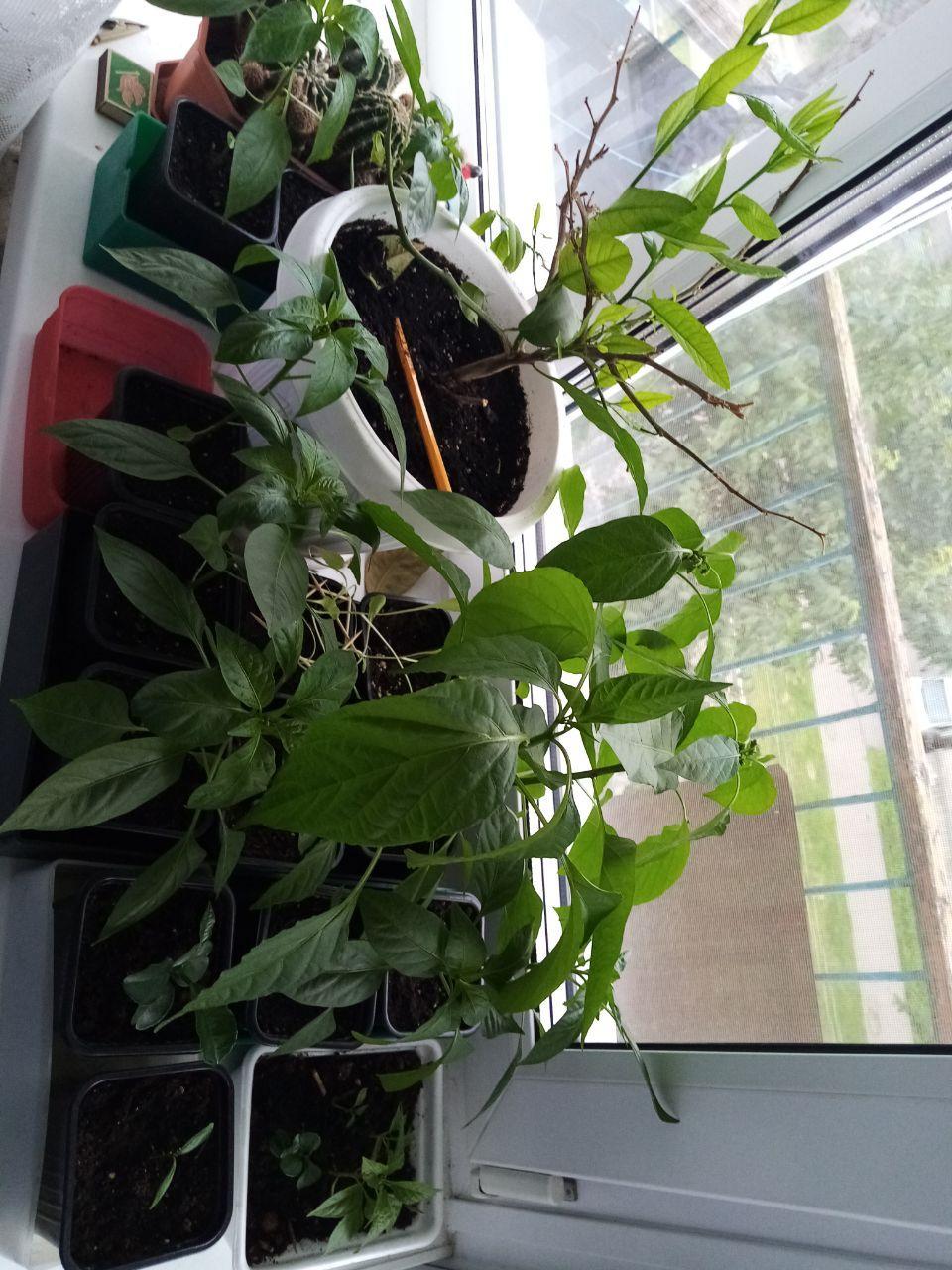 My first experience growing hot peppers - My, Hot peppers, Longpost, Pepper farming, Pepper, Vegetable garden on the windowsill