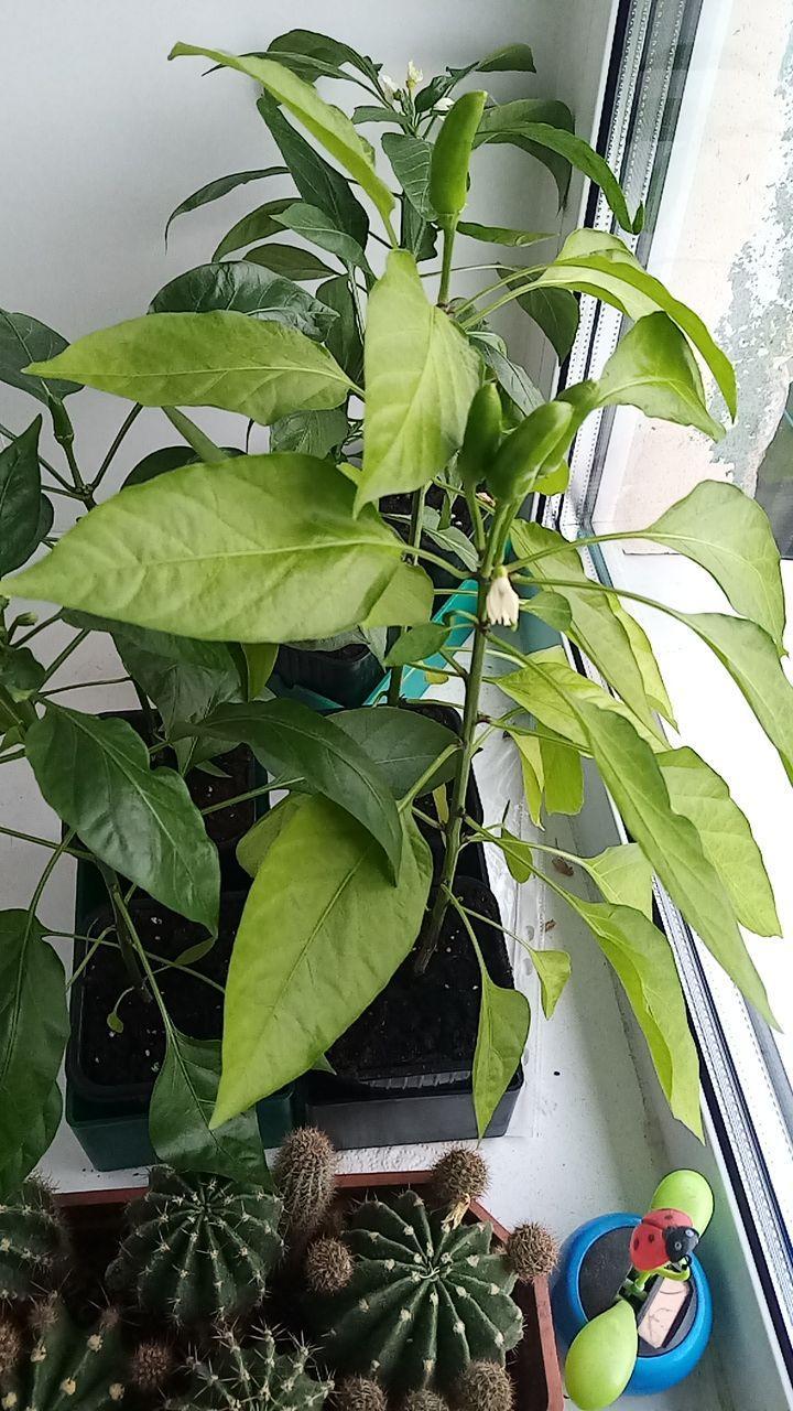 My first experience growing hot peppers - My, Hot peppers, Longpost, Pepper farming, Pepper, Vegetable garden on the windowsill