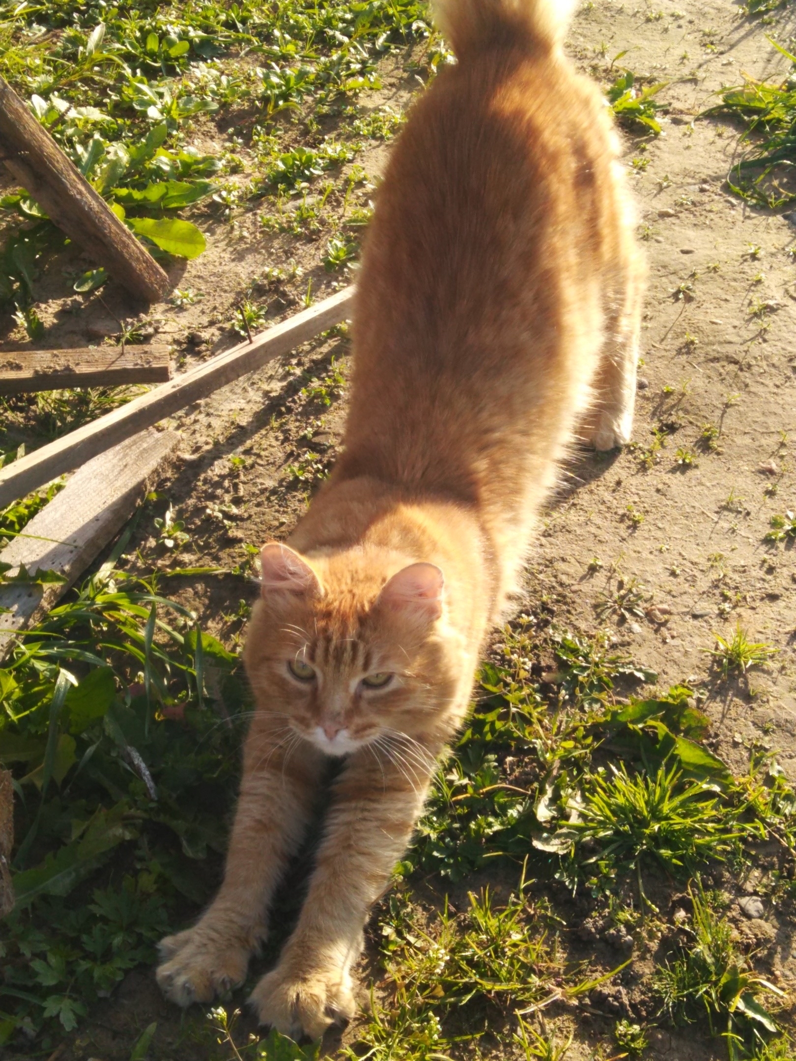 The cat is looking for a home - My, In good hands, cat, Longpost, Redheads, Moscow region, No rating