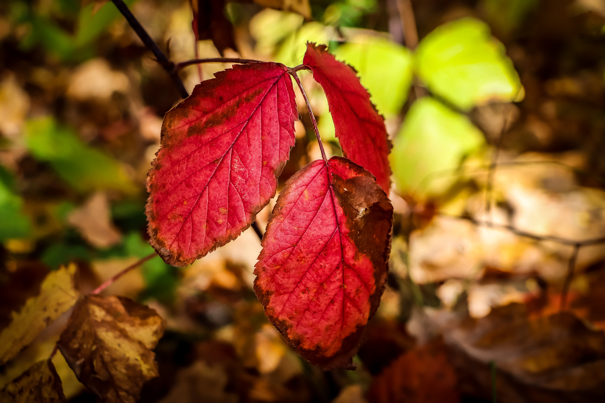 Autumn - My, The photo, Nature, Autumn, Autumn leaves, Canon 800D, Longpost