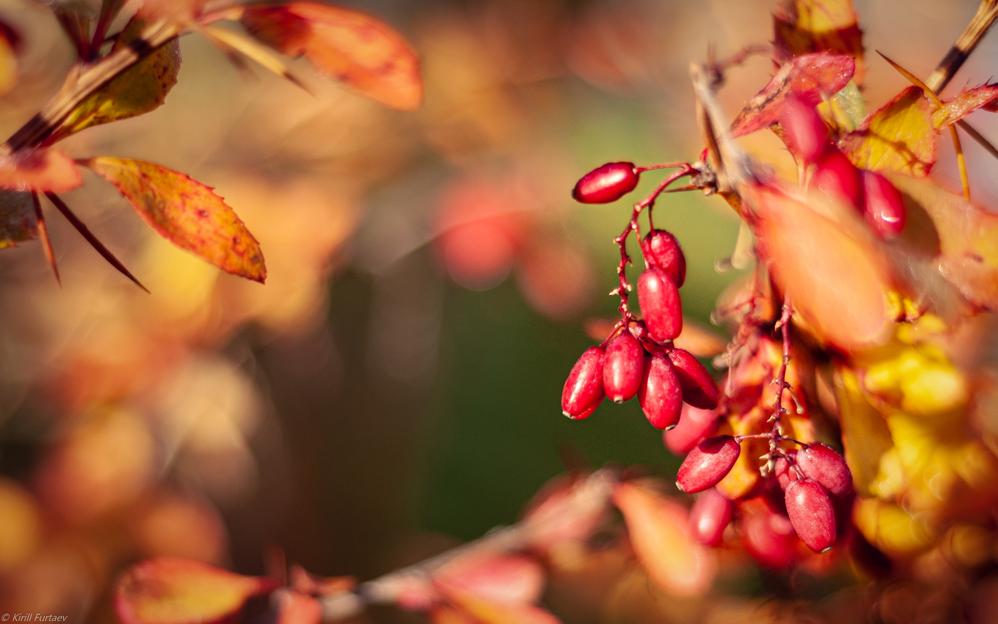 Autumn colors - My, Autumn, Autumn leaves, Longpost, Leaves