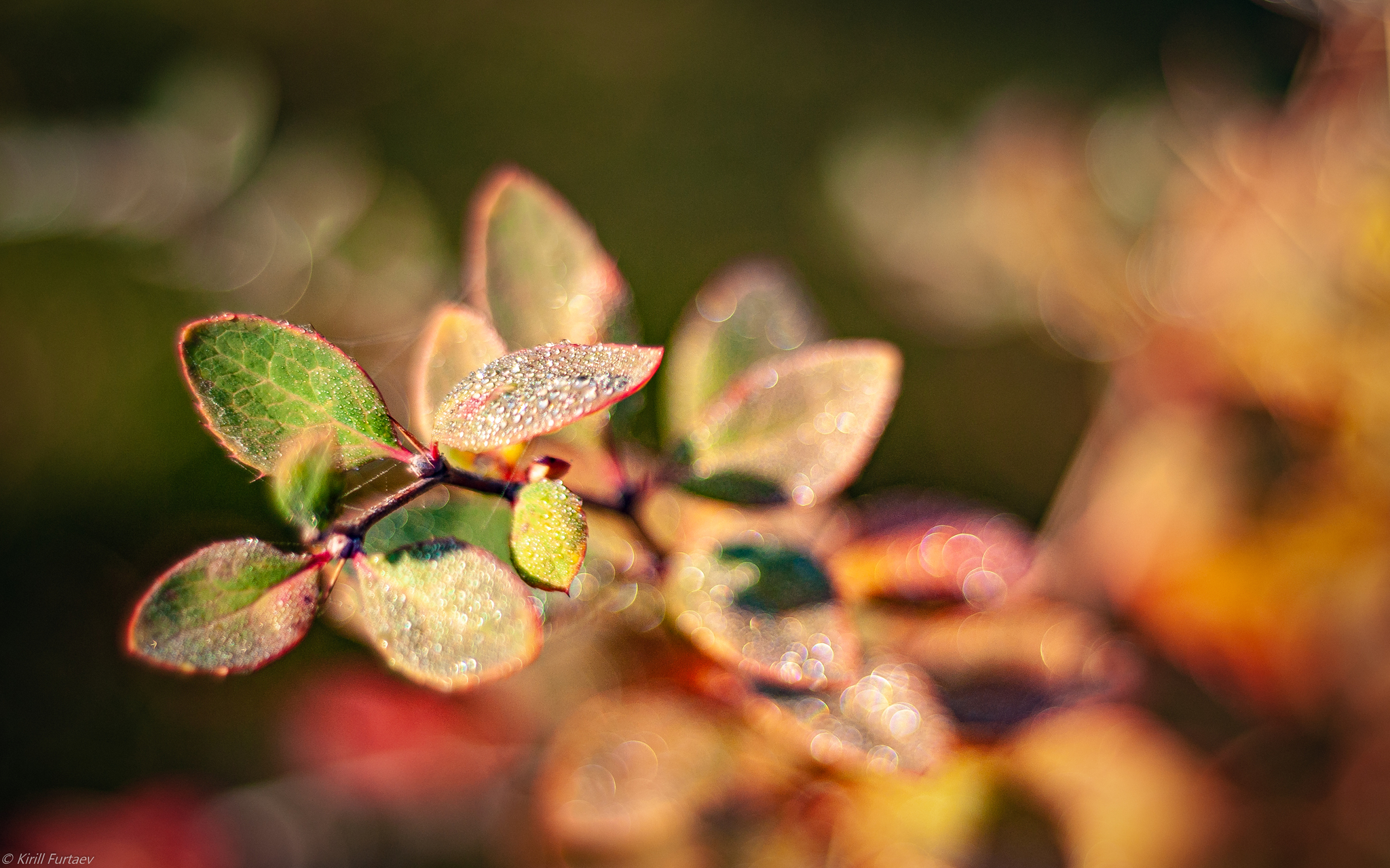 Autumn colors - My, Autumn, Autumn leaves, Longpost, Leaves