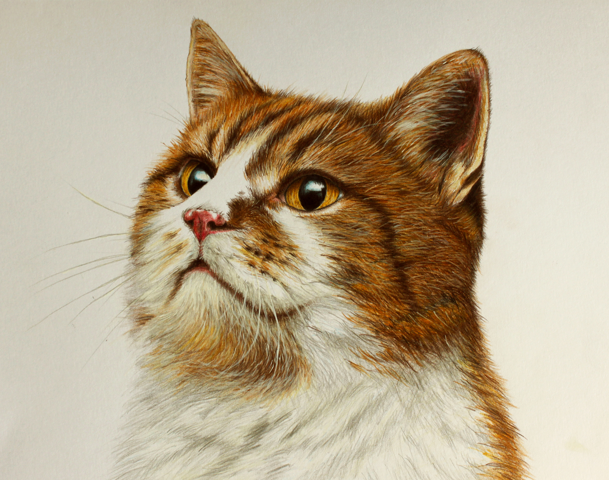 Colored pencil drawings - My, Painting, Colour pencils, Faber Castell, cat, Dog