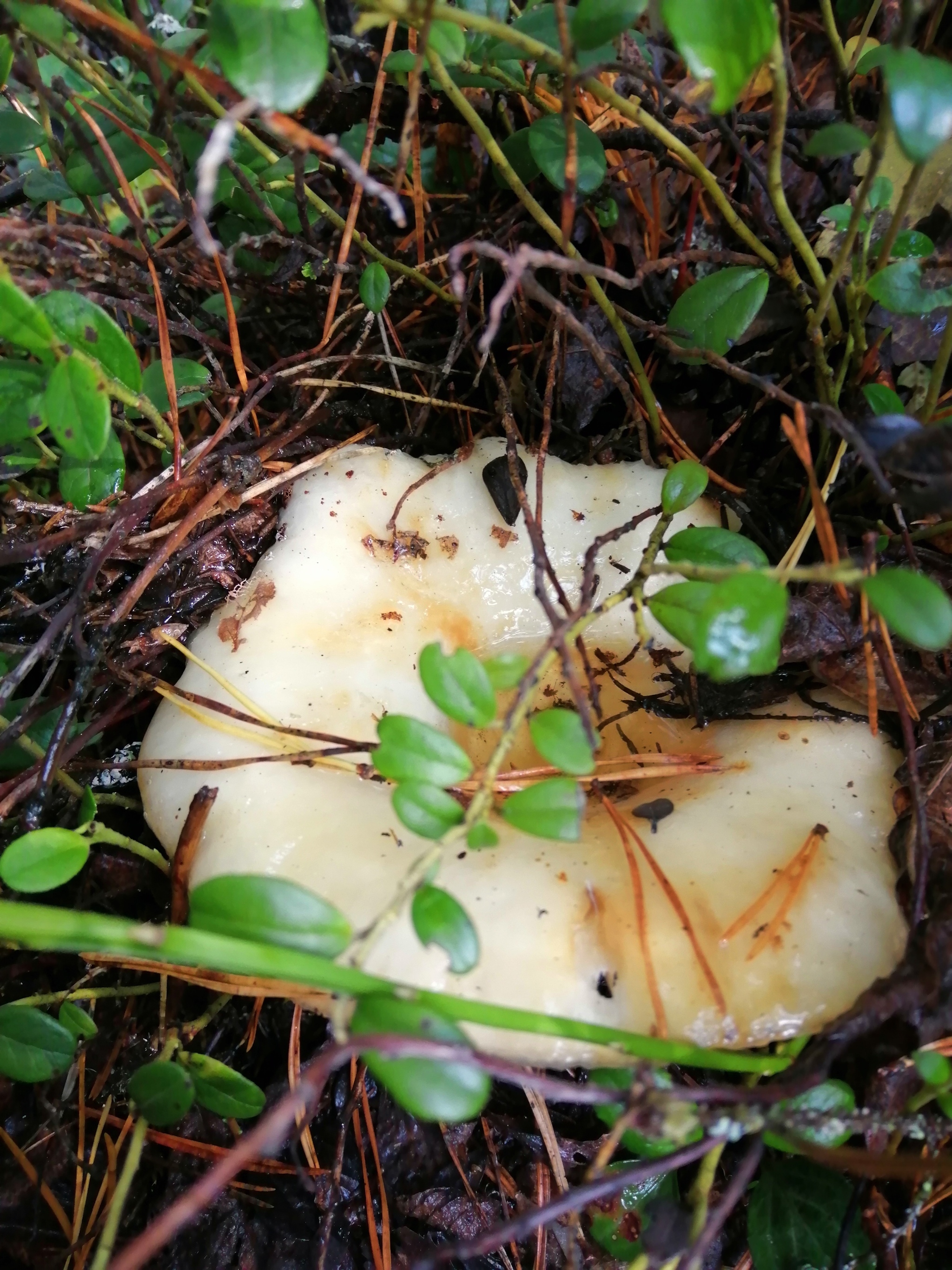 Mushroom autumn 2020 - My, Mushrooms, Autumn, Longpost