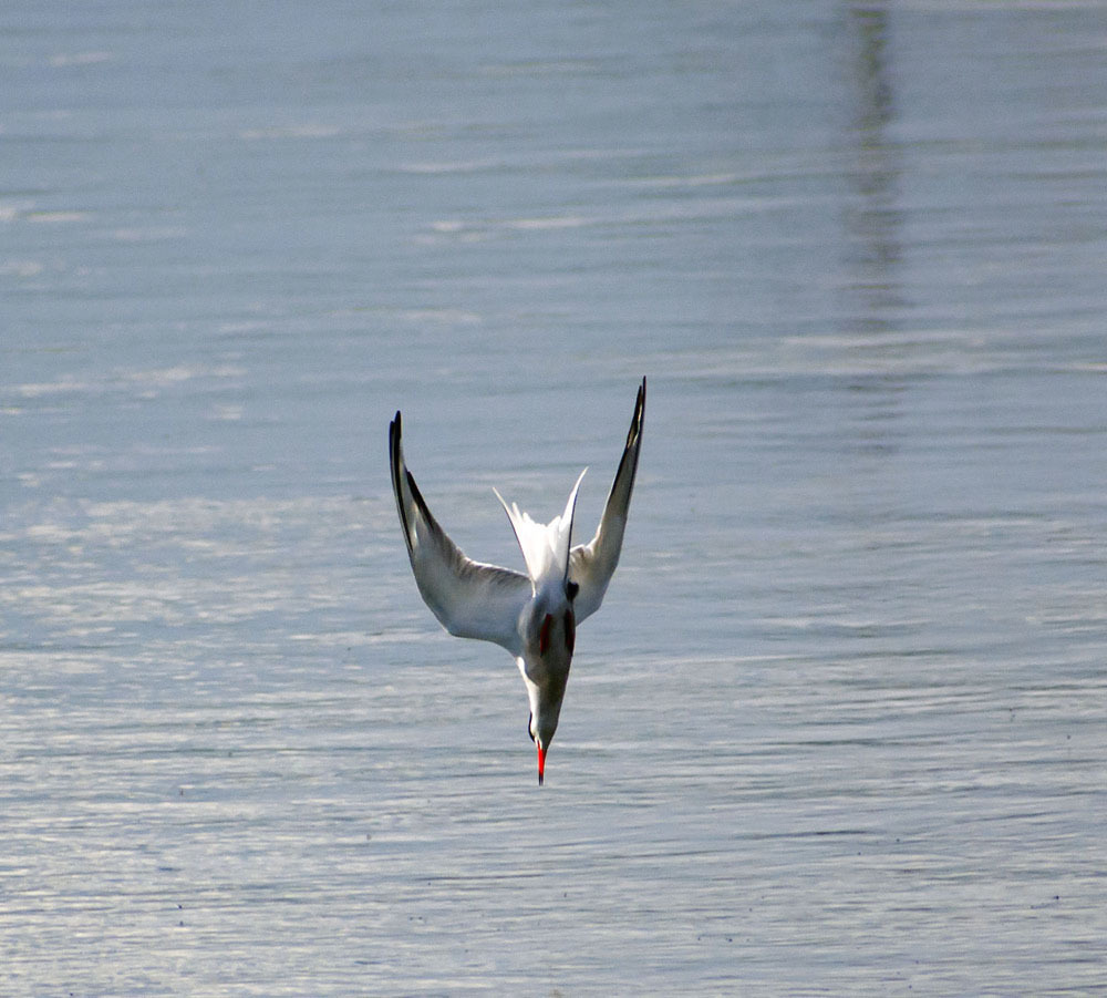 common tern - My, Klyazma, Ornithology, Birds, Nature, Enthusiasm, Hobby, Longpost