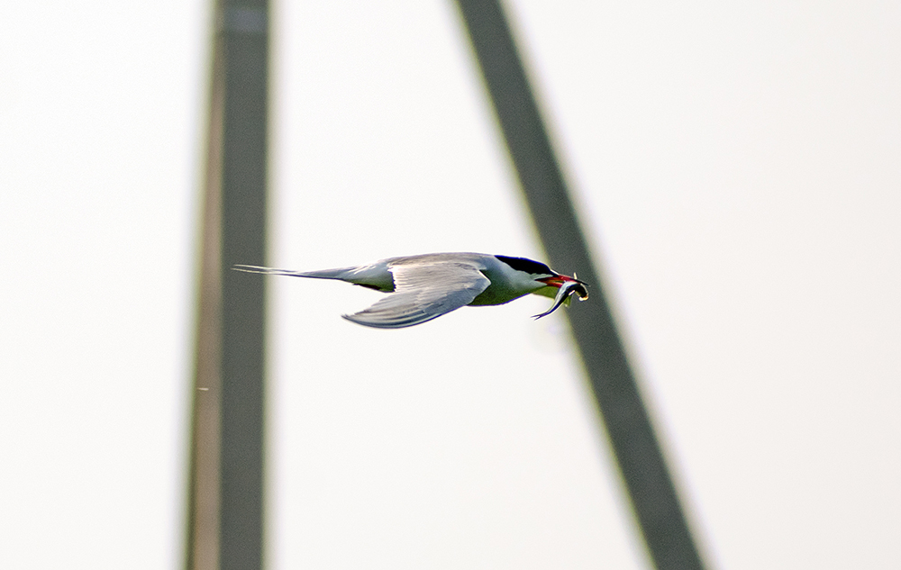 common tern - My, Klyazma, Ornithology, Birds, Nature, Enthusiasm, Hobby, Longpost