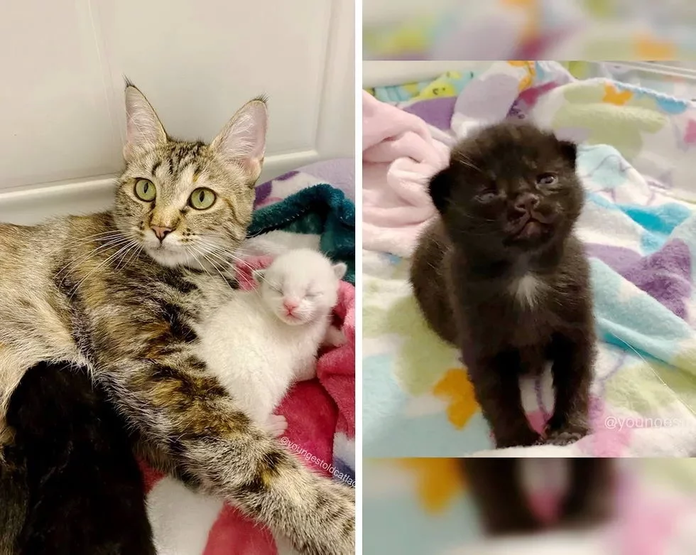 The street cat was very lucky: she was taken from the street and became a happy mother - cat, Kittens, Animal Rescue, Animal defenders, Kindness, Children, Video, Longpost