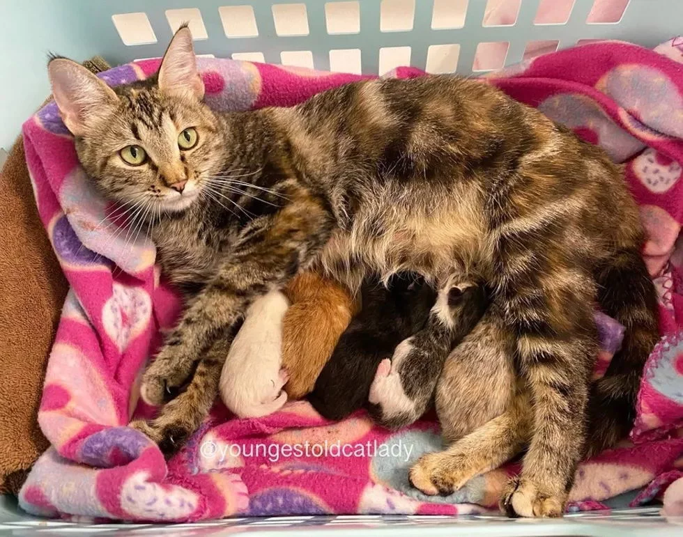 The street cat was very lucky: she was taken from the street and became a happy mother - cat, Kittens, Animal Rescue, Animal defenders, Kindness, Children, Video, Longpost