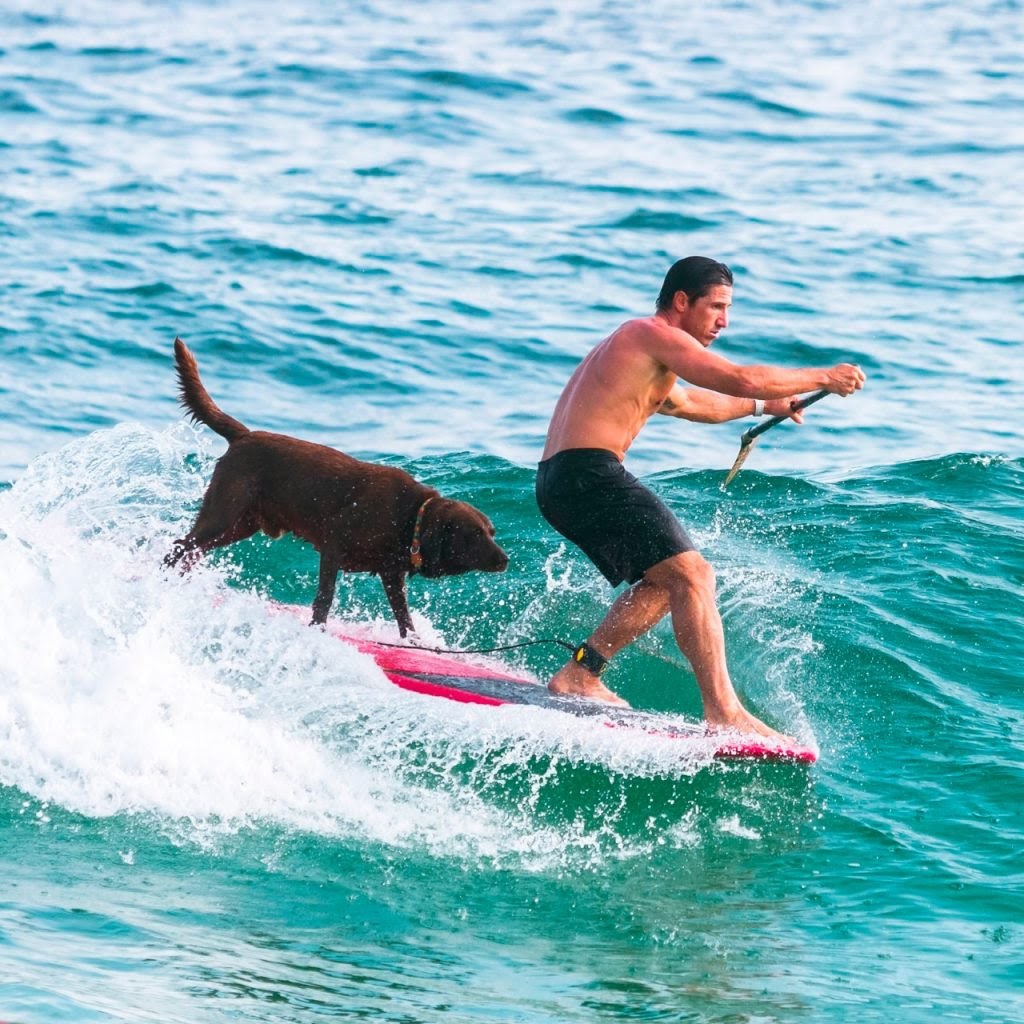 Oh my dog! A dog's life you'll someday deserve - My, Brazil, Surfing, SUPsurfing, Pets, Dog, Rio de Janeiro, South America, Brands, Video, Longpost