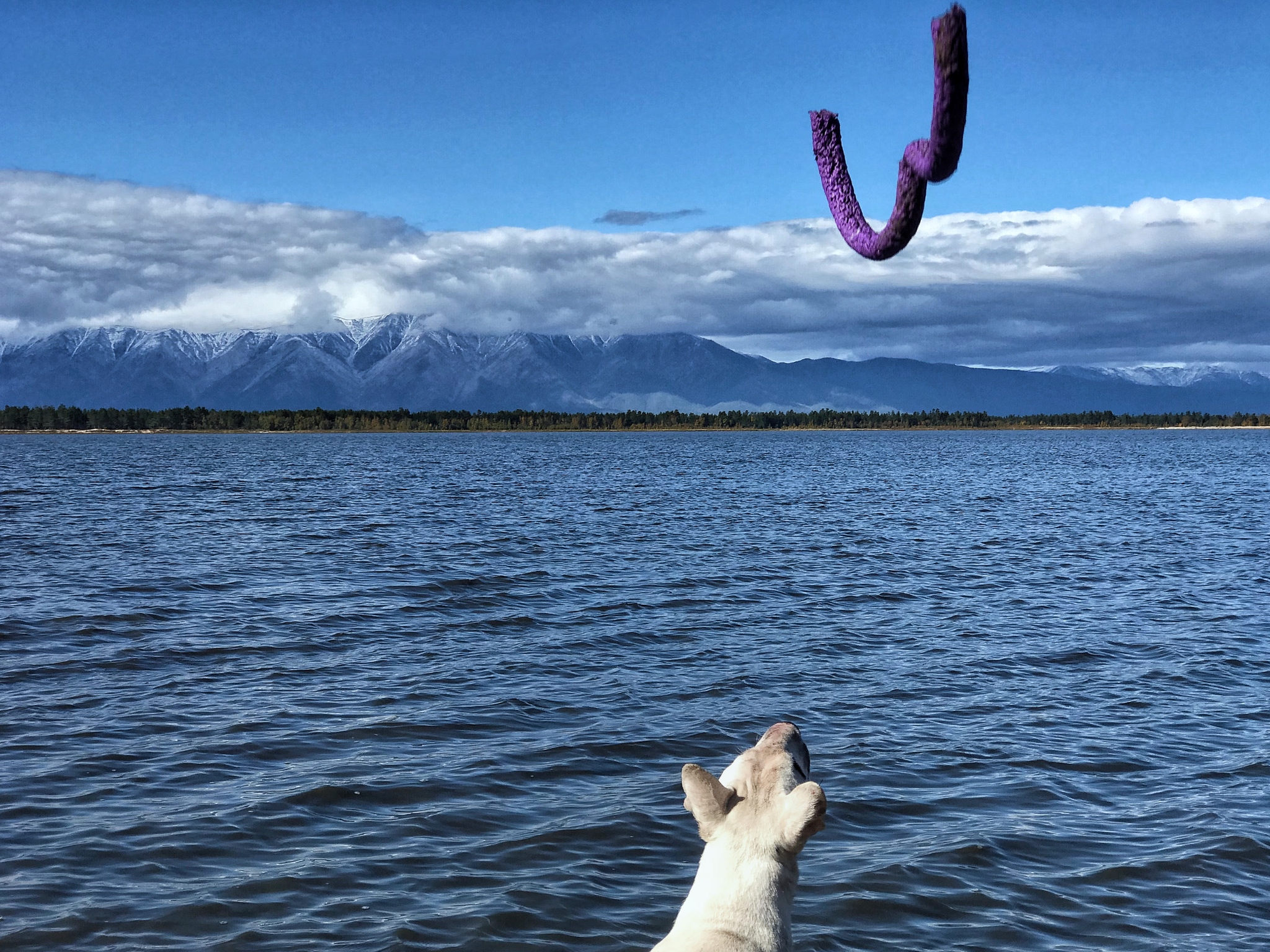 Bull Terrier Wanderer and Ugly Epilepsy - My, Travels, Dog, Bull terrier, Longpost, Epilepsy