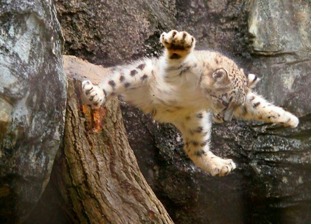 Snow Leopard: Hairy pussies are back in fashion! - wildlife, Yandex Zen, Milota, Longpost, Snow Leopard, Big cats, Cat family, Predatory animals, Wild animals, The photo