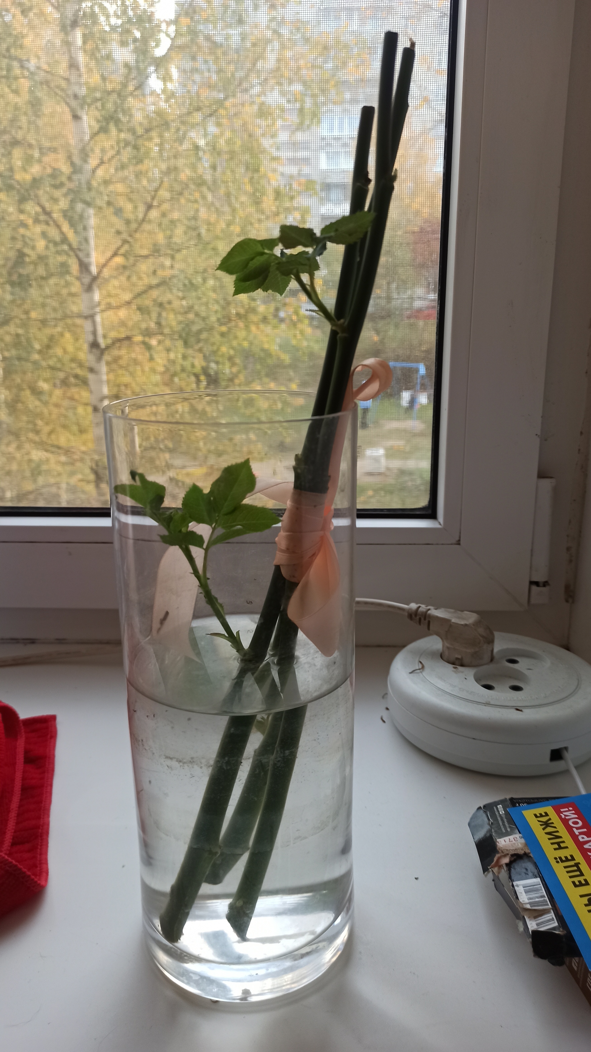 New life - My, the Rose, Flowers, Need advice, Longpost