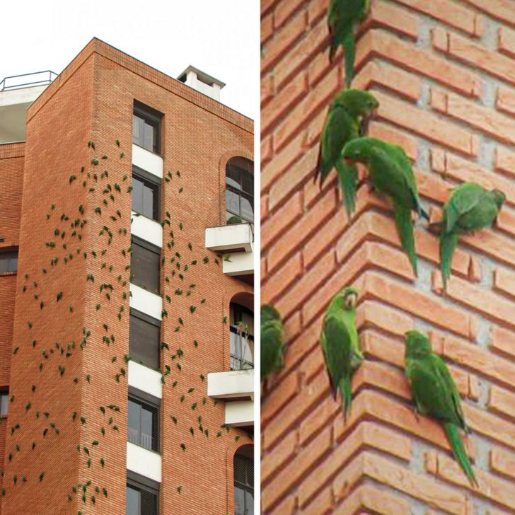This building in Sao Paulo attracts parrots. The fact is that some types of bricks contain particles necessary for their diet - A parrot, Sao Paulo, Animals, Birds, Bricks