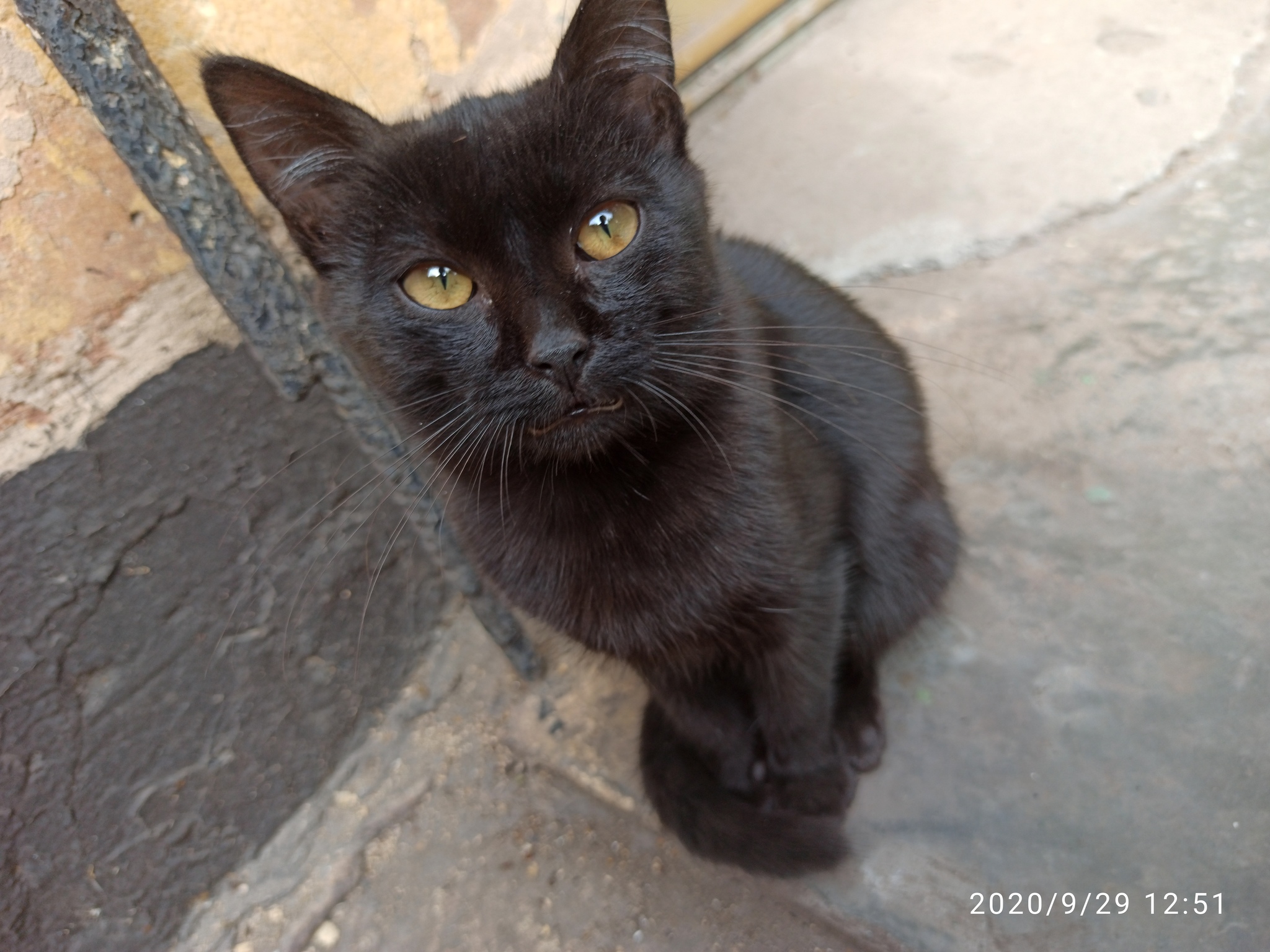 Black Kote - cat, Kittens, Milota, Longpost, Black cat